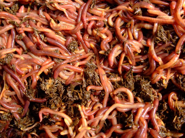 Burnaby's Red Wrigglers