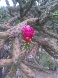 staghorn cholla flower just opening (N.Stahler photo)